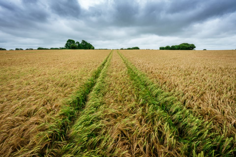Wide farm field with tractor tracks running toward the horizon under a cloudy sky